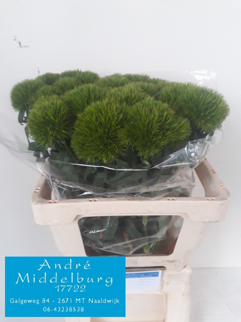 Диантус Барбатус Киви Меллоу 60, шт.