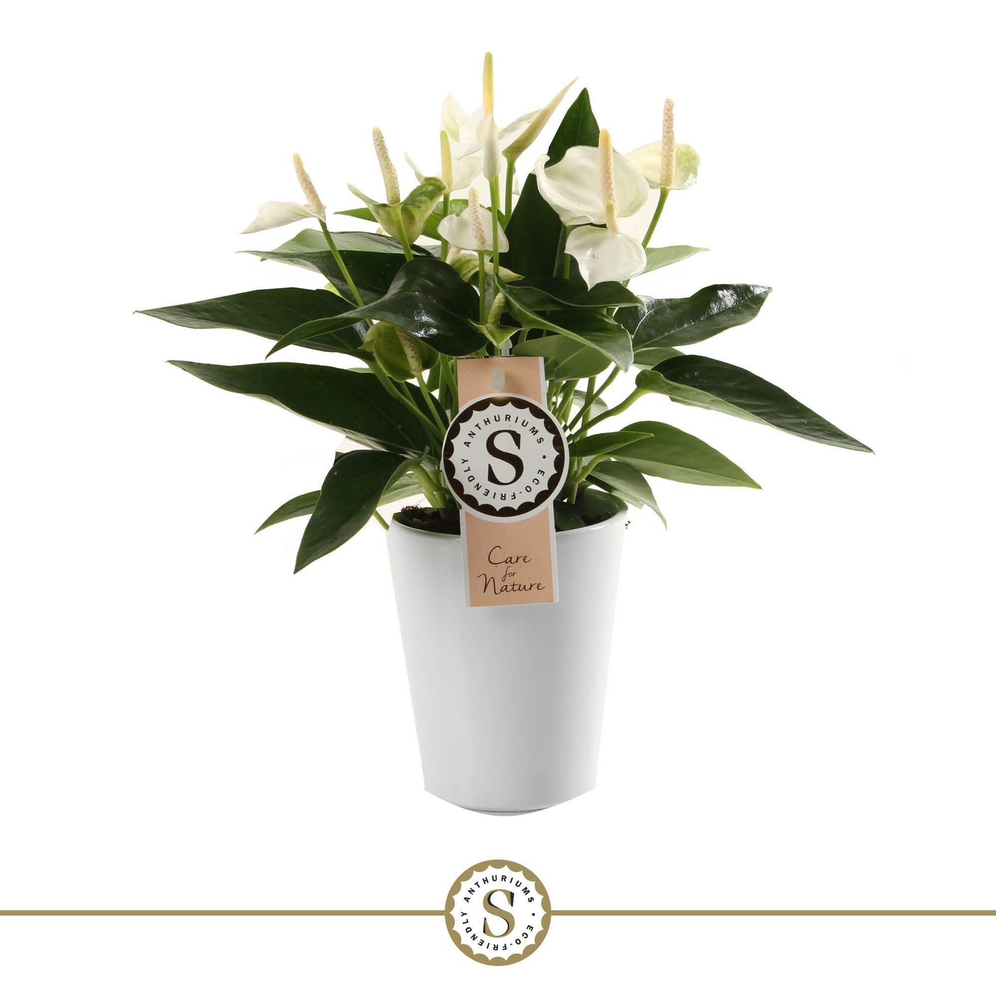 White Champion 9cm in Paris keramiek, D 9