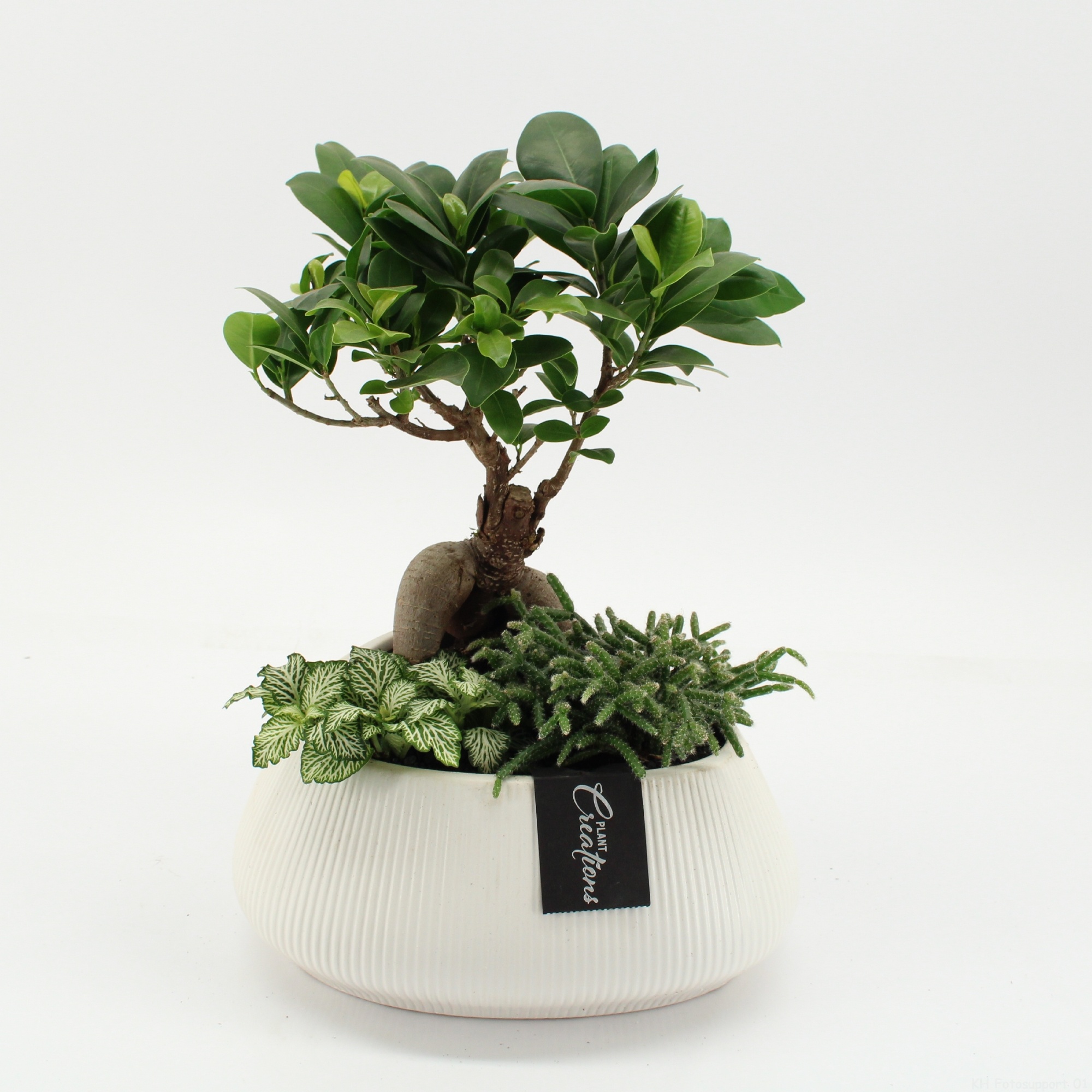 GRCR-2665 Green Essentials, D 24