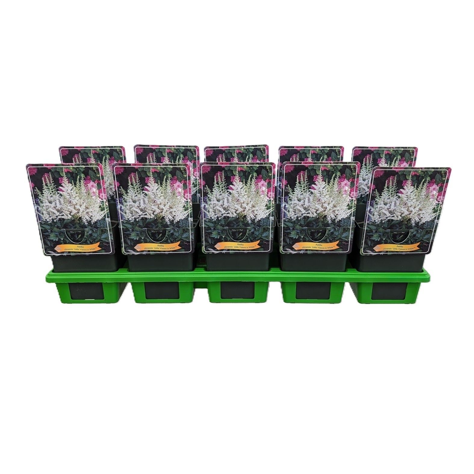 Astilbe Little Visions in White P11, D 11 cm