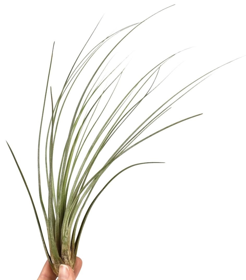 tillandsia juncea, D 6