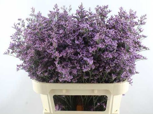 Лимониум Пиума Скай 80, шт.