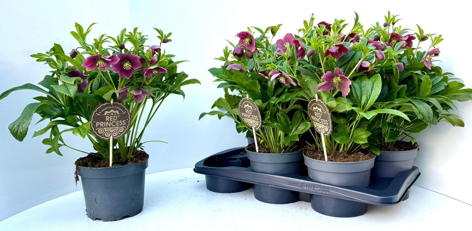 Helleborus Viv Victoria 17 CM, D 17 cm