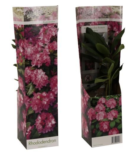 Rhododendron ros. Elegans Pink, D 9