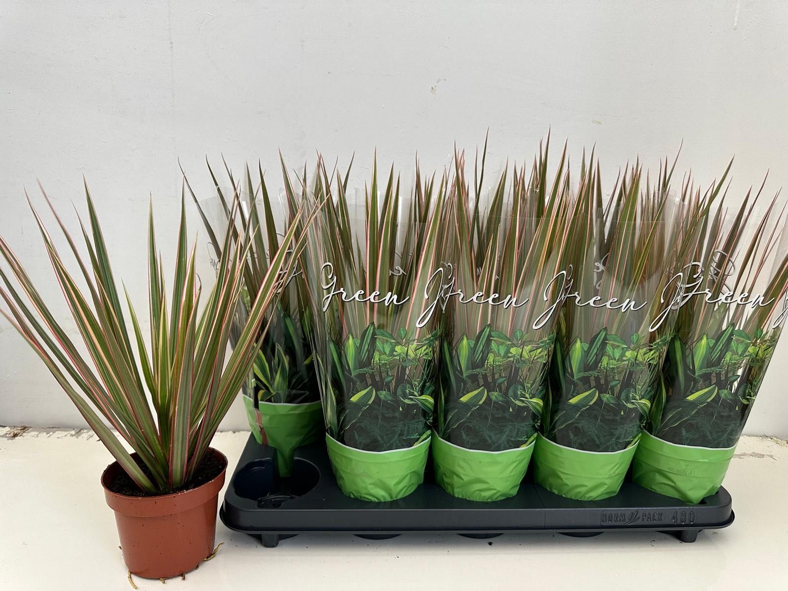 Dracaena Bicolor Kopstek, D 12