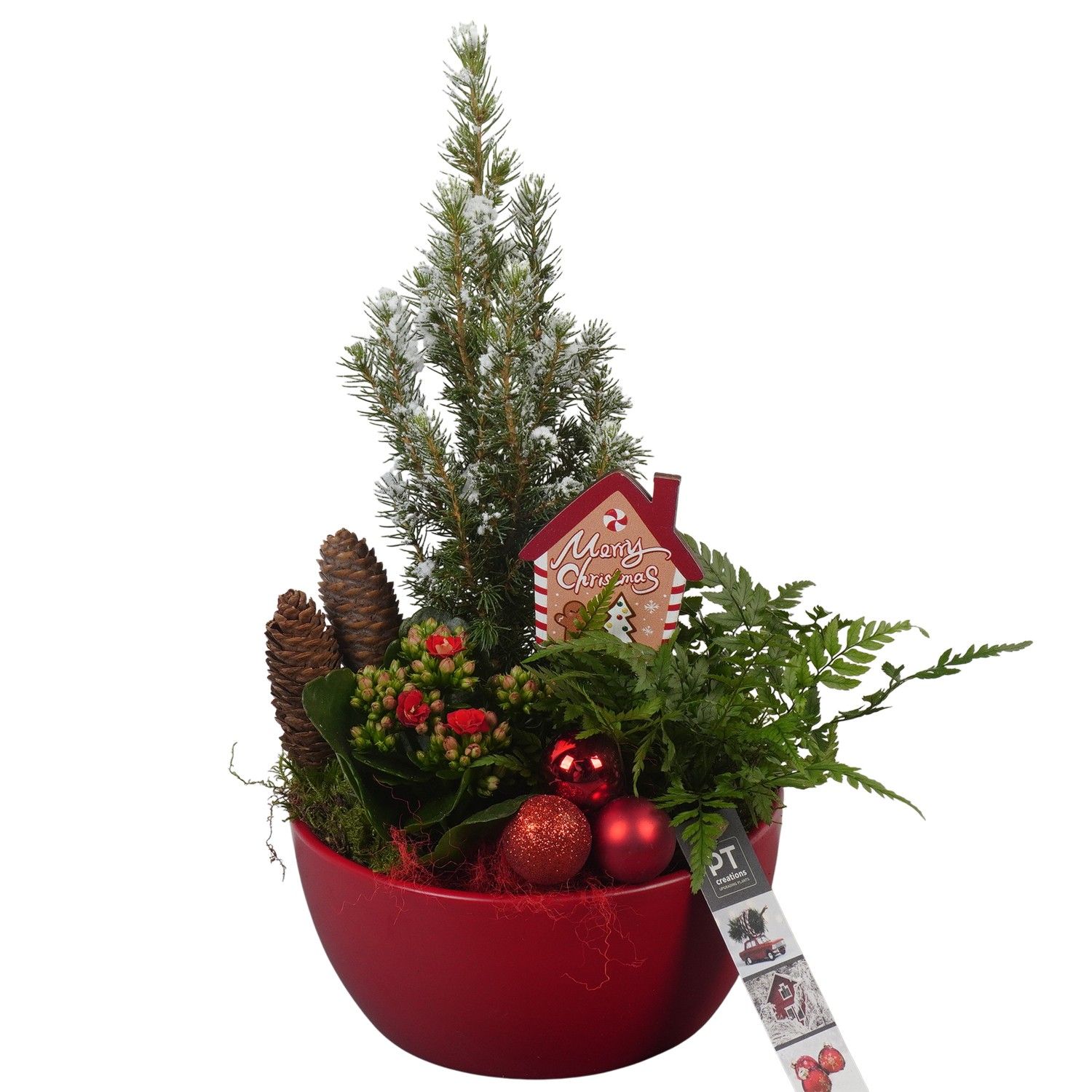 PTCHR7236 Arrangement Christmas Red in keramiek schaal, D 18 cm