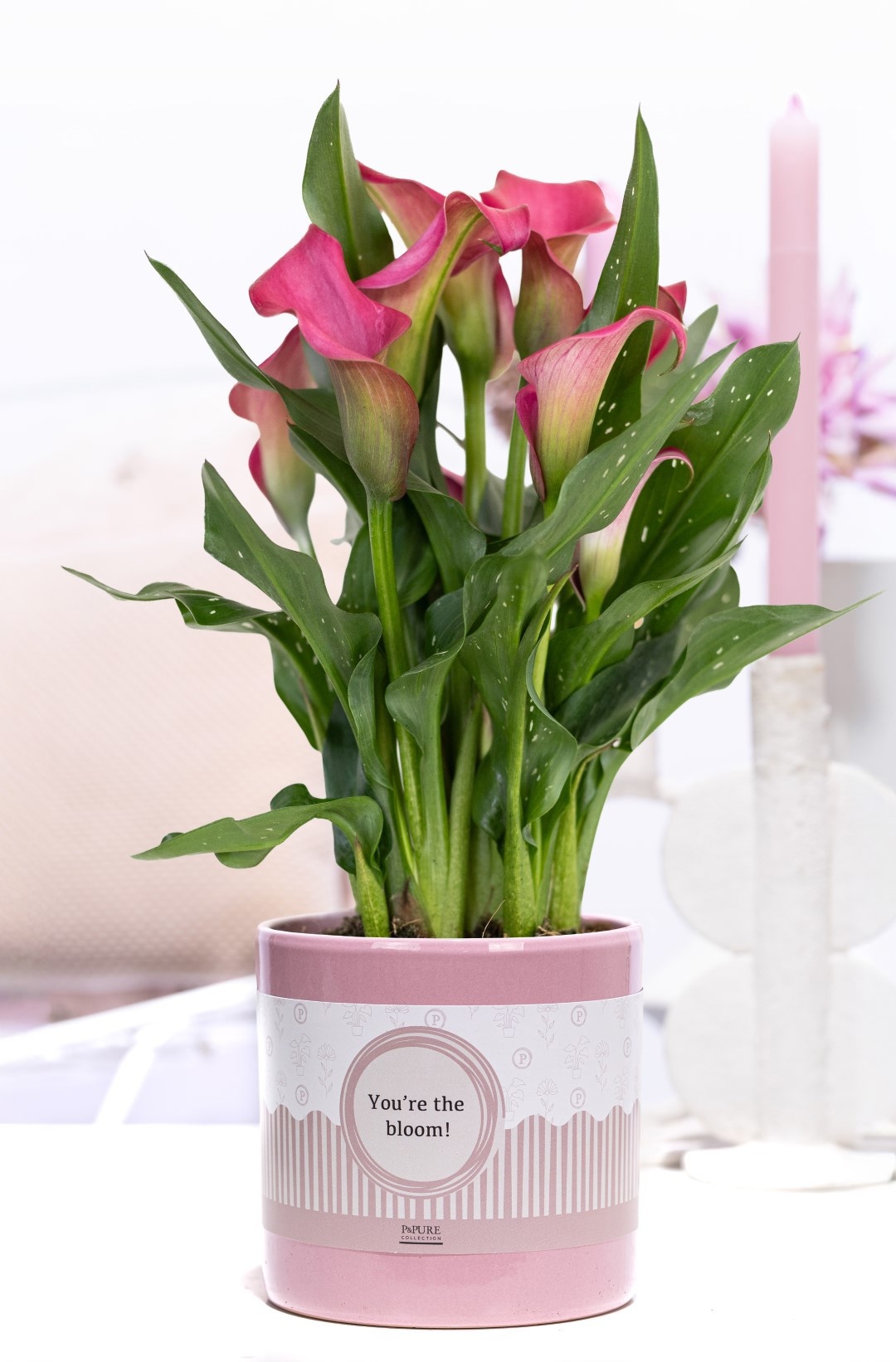 Zantedeschia pink in P&P cadeau concept: YOU'RE THE BLOOM!, D 12