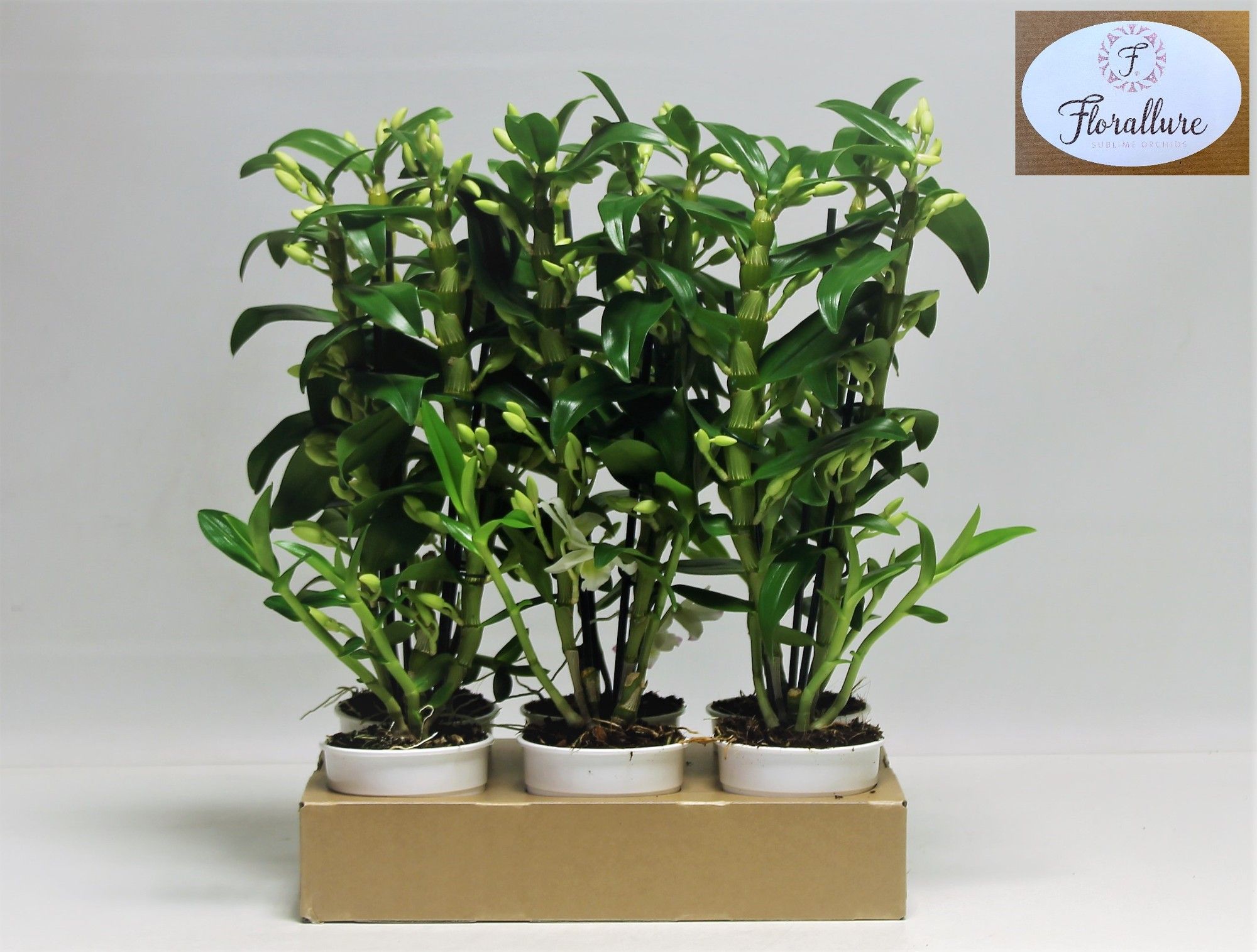 Dendrobium Nobile Apollon 2 stam 18+ tros FLORALLURE, D 12