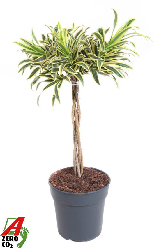 Dracaena Song Of India gevlochten stam P24, D 24