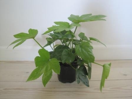 FATSIA JAPONICA, D 12