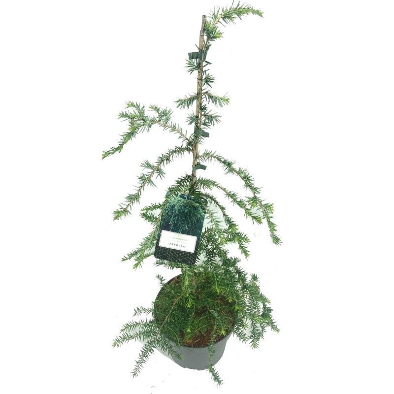 Tsuga can. 'Pendula', D 23