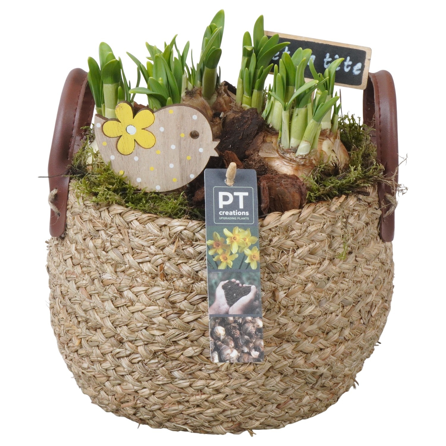 PTN8618 Arrangement Narcissus in rieten mand, D 20