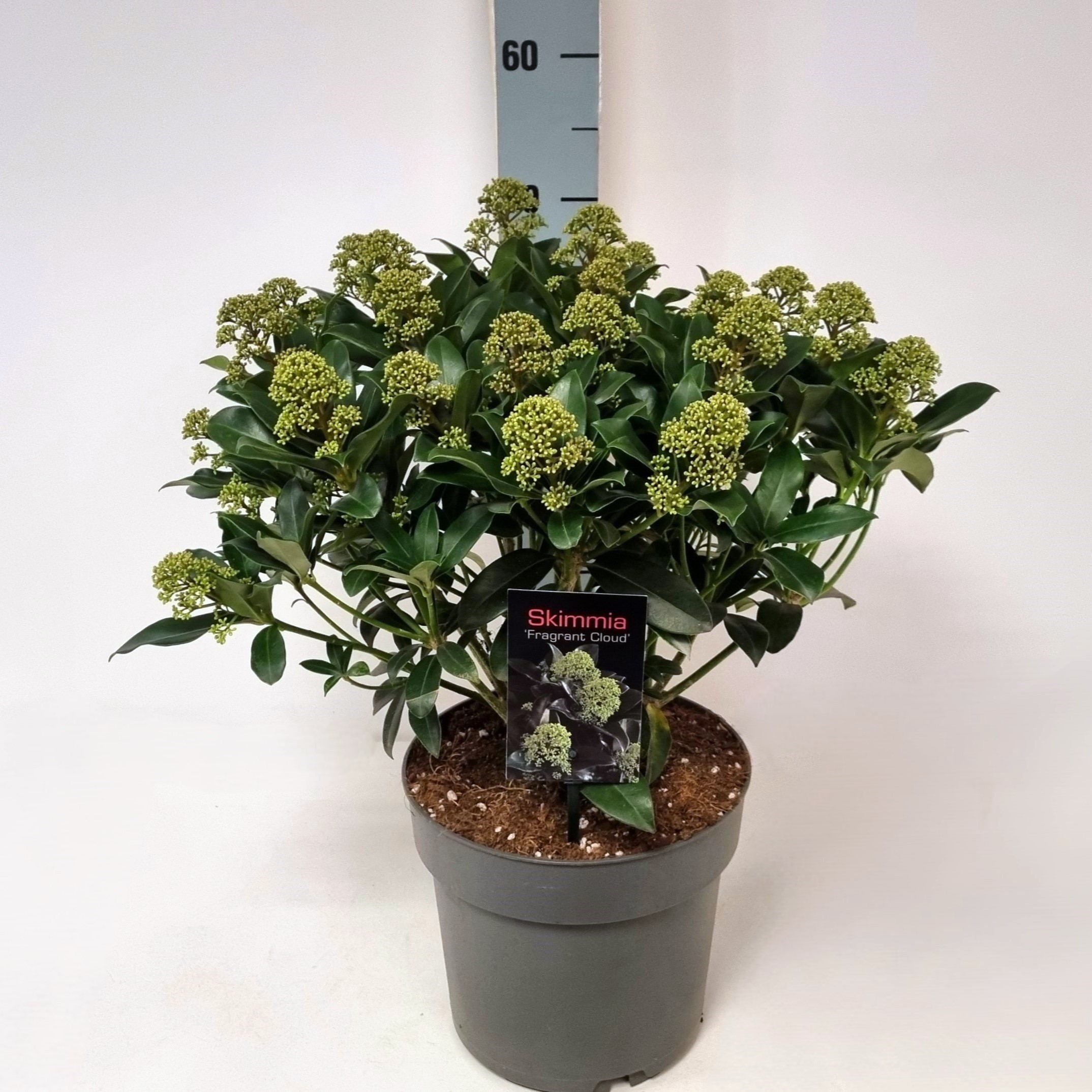 Skimmia jap. 'Fragrant Cloud' P22, D 22