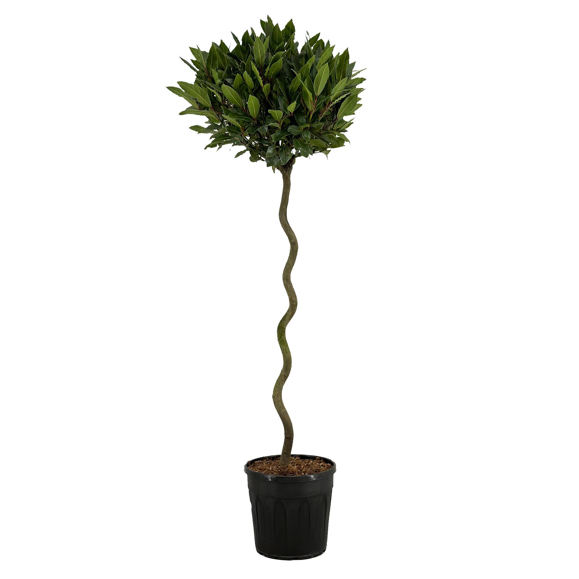 Laurus nobilis Spiraal stam, D 25