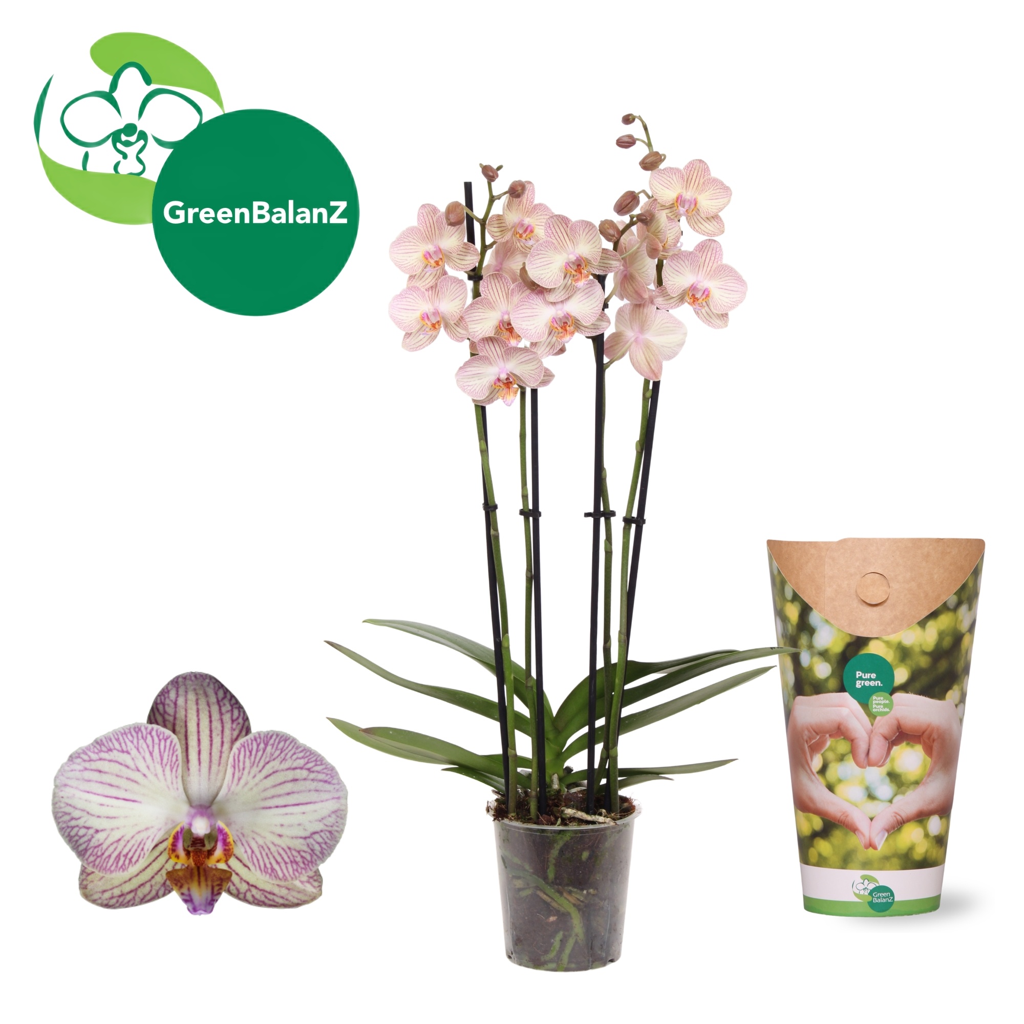 DesignZ - Varese 4 tak in Potcover, D 12