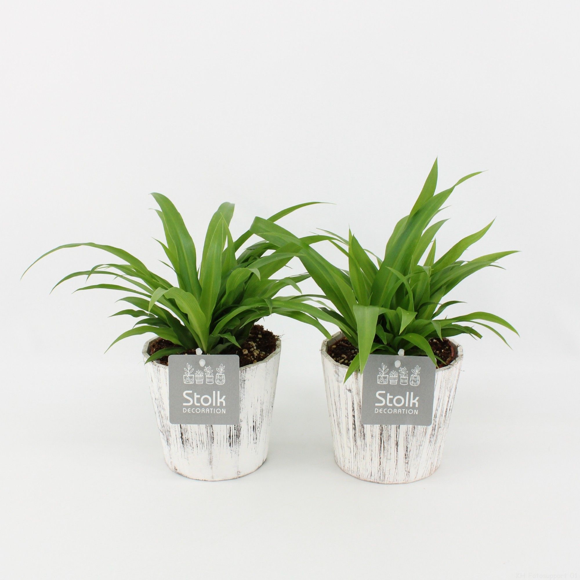 Chlorophytum comosum Lemon in Wood wit, D 13