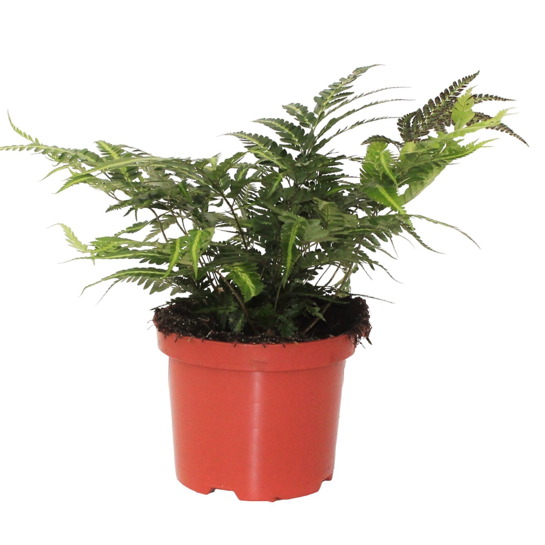 Rumohra Adiantiformis 'Variegata' (Winterhard), D 17