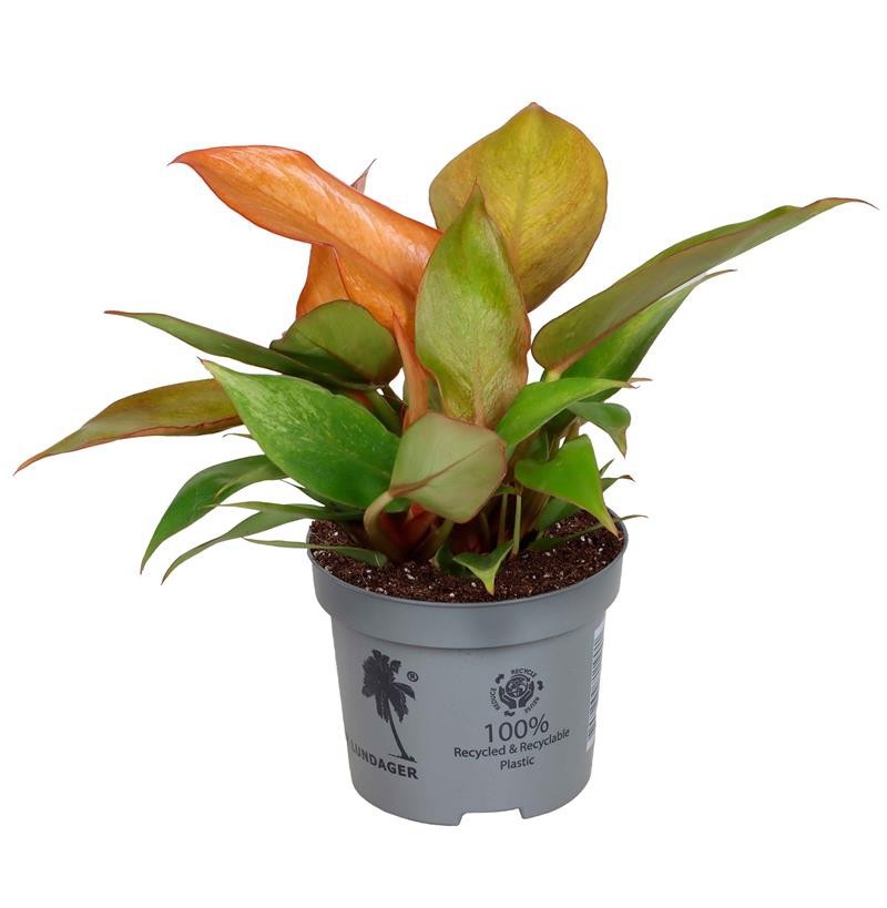 PHILODENDRON-HYBRID CHERRY RED, D 9 cm