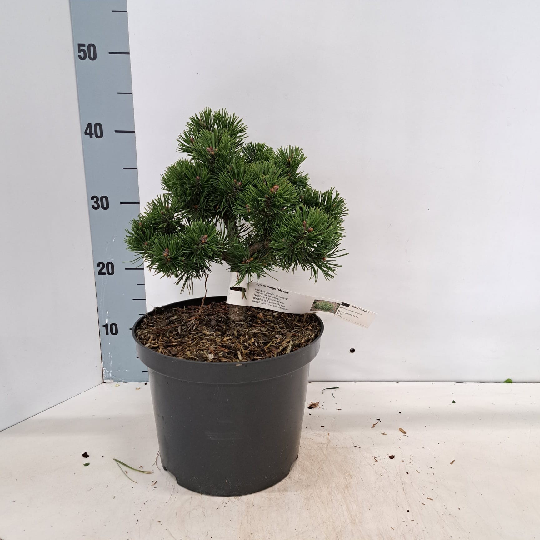 Pinus mugo 'March', D 23