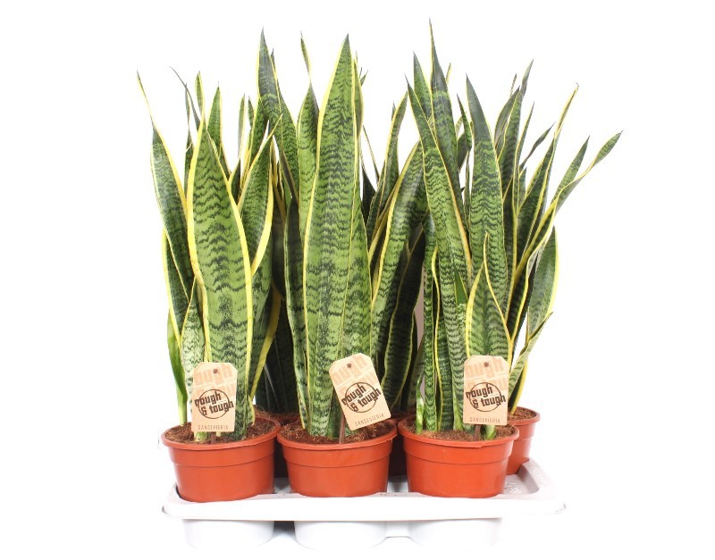 Sansevieria Laurentii, D 17