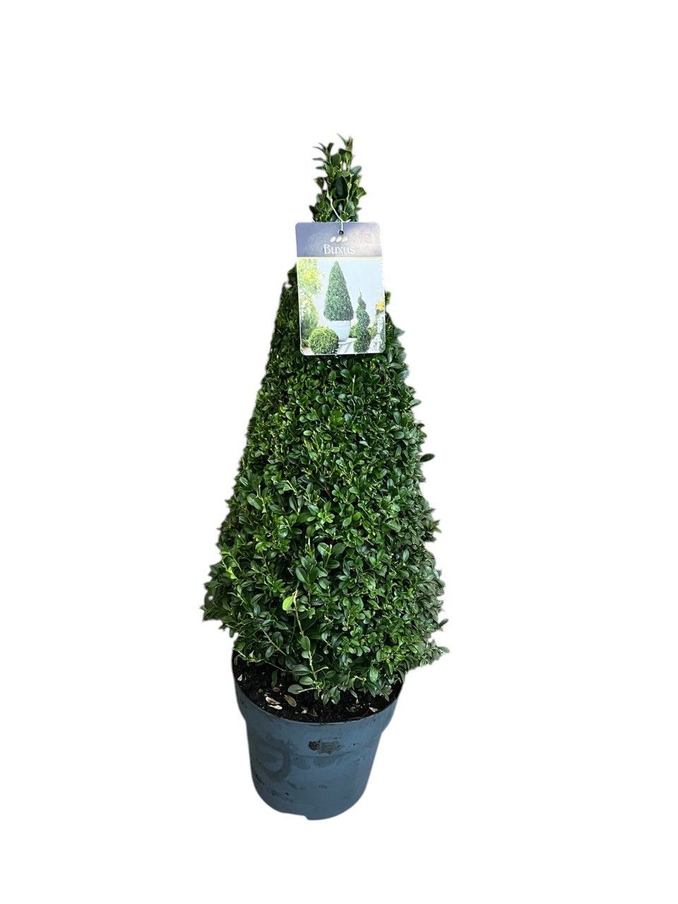 Buxus semp. Pyramide 50-60 cm c5/p23, D 23