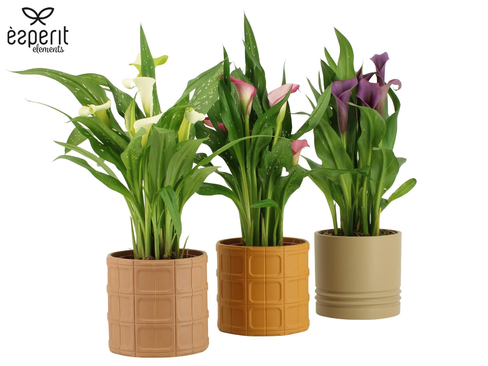 7504504: Solutionss Recreate, D 12