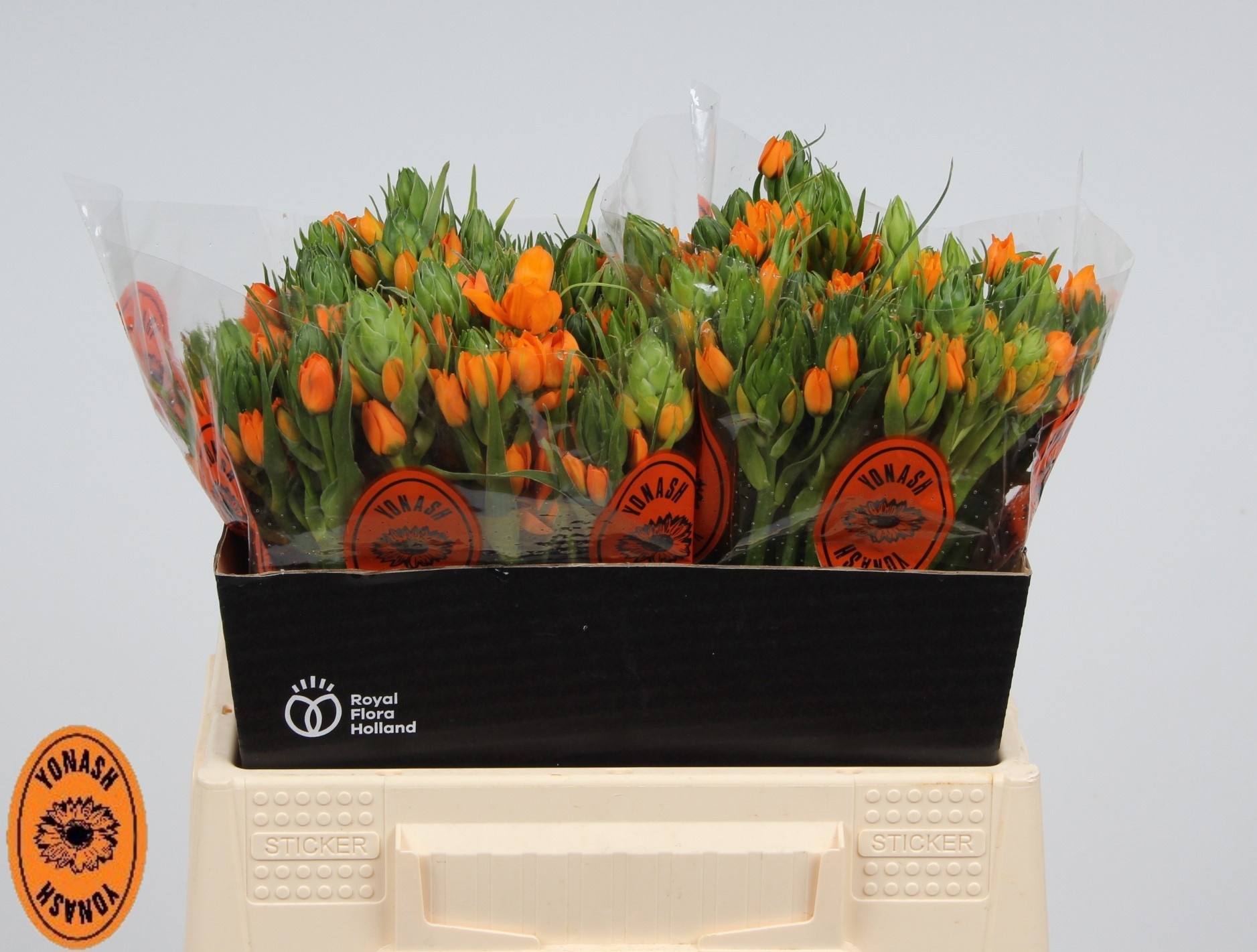 Орнитогалум Саншайн 40 (оранж.), шт.