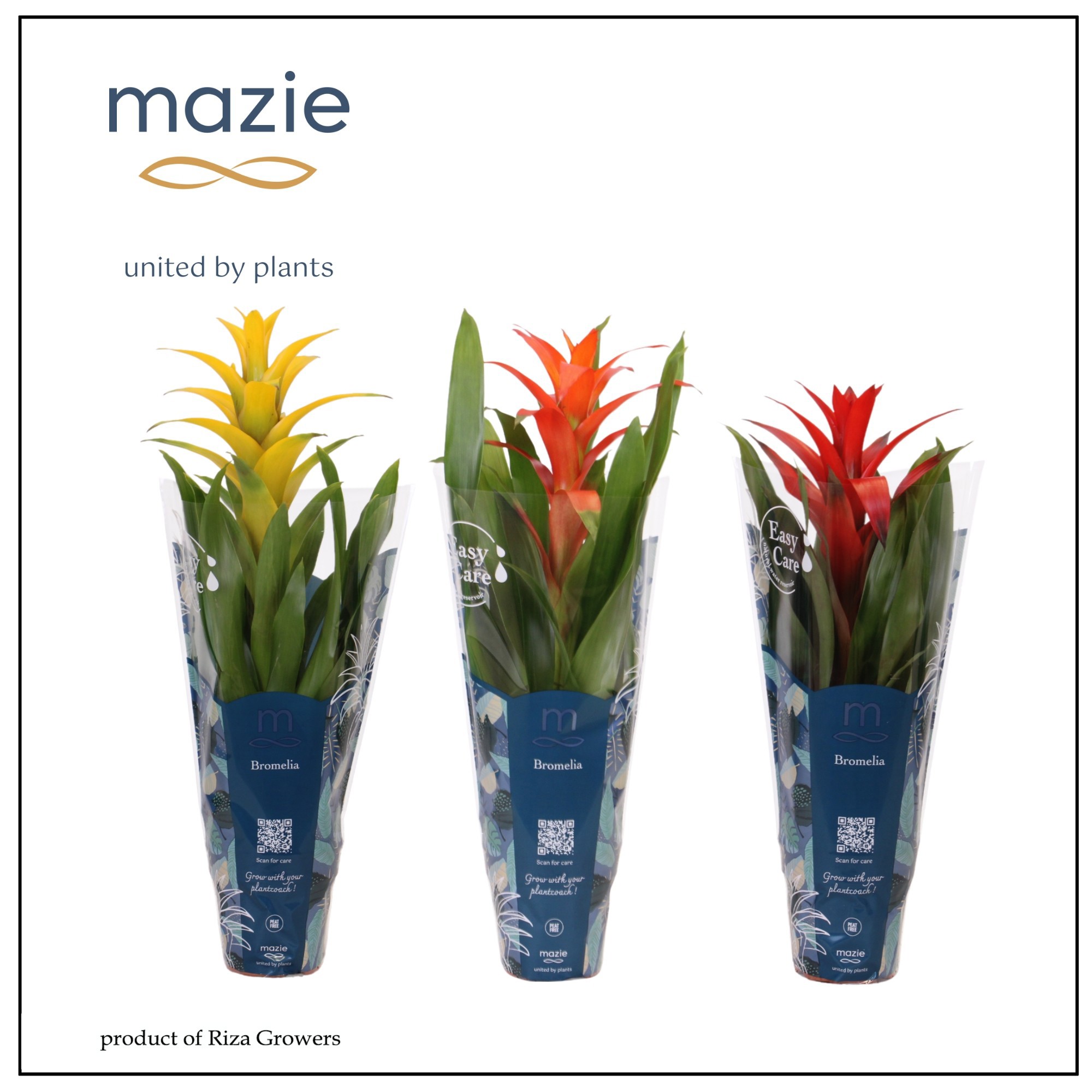 Guzmania Mix - 12cm | Mazie, D 12