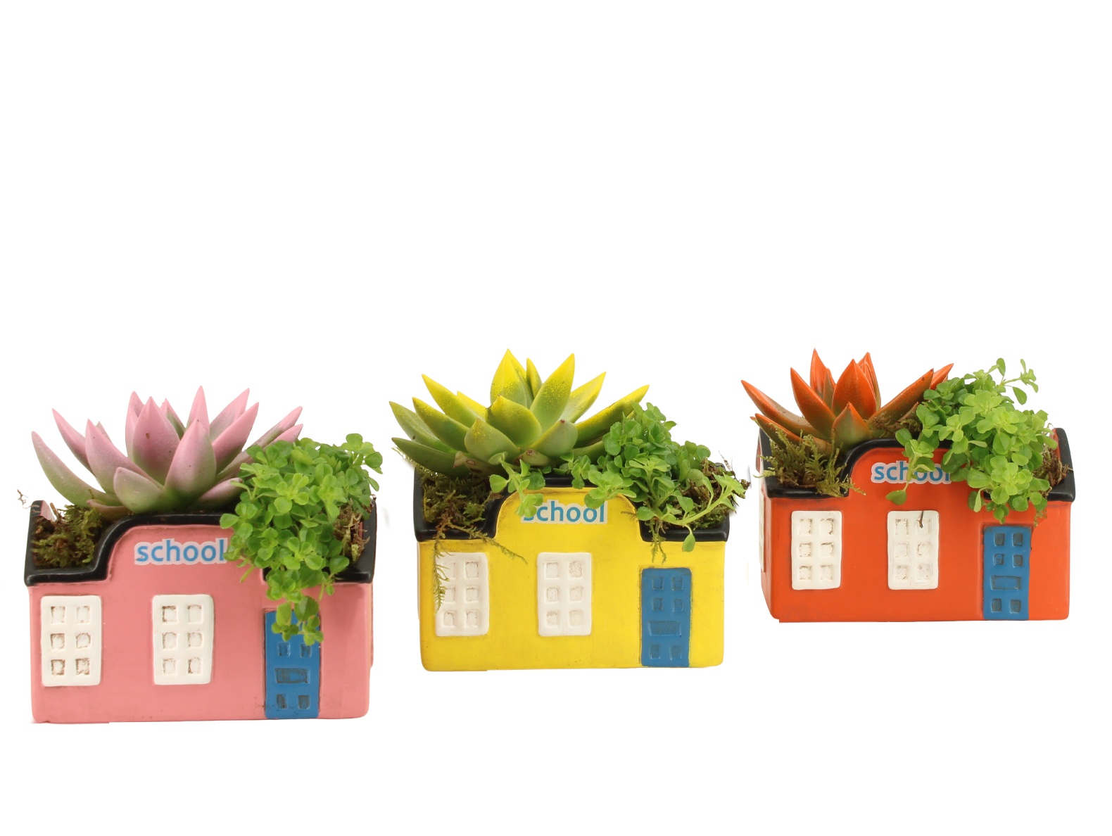 31724: Love school arrangement, D 14