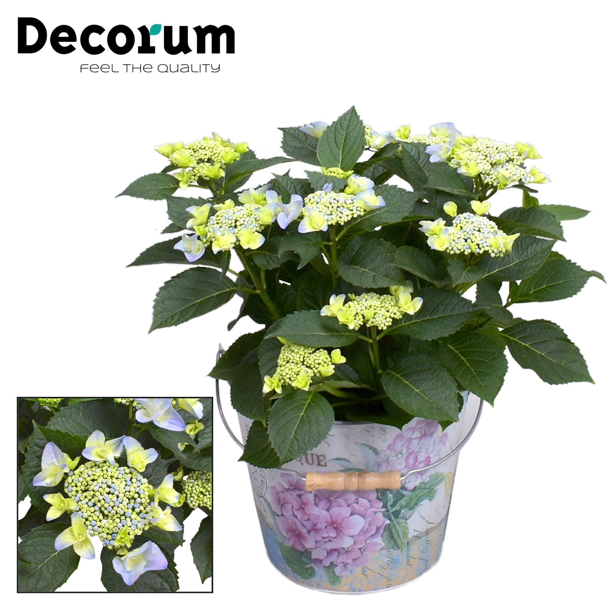 Hydrangea Teller Nizza Blue 7 - 12 kop in Bucket (Decorum), D 23