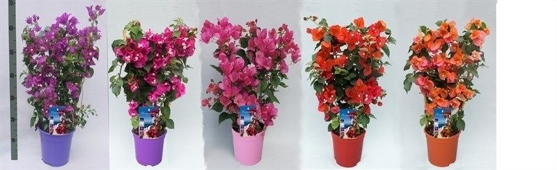 Bougainvillea 'Dania' bamboo REK kleur MIX + ALEX, D 17