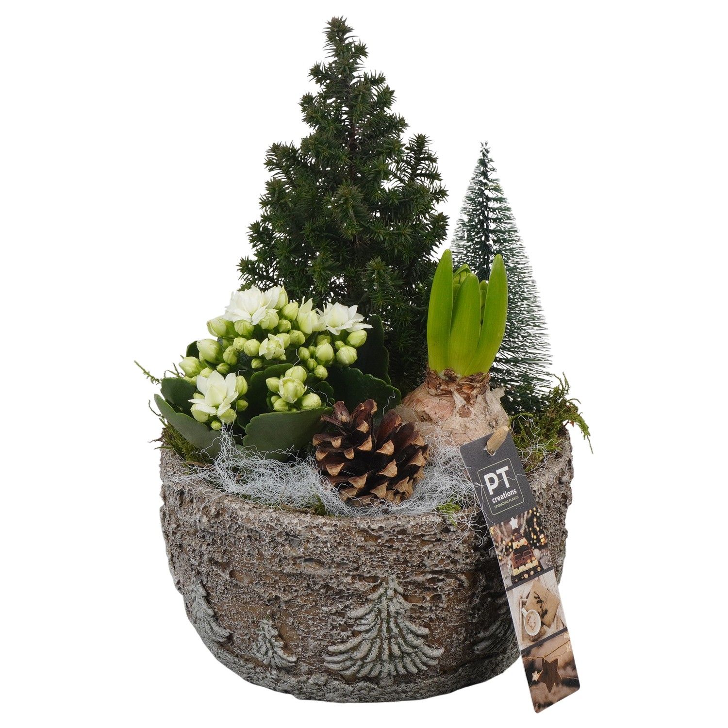PTCHW4316 Arrangement Christmas White in beton pot, D 18 cm