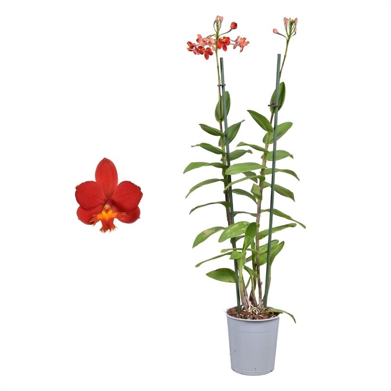Epidendrum p12 red 2T, D 12