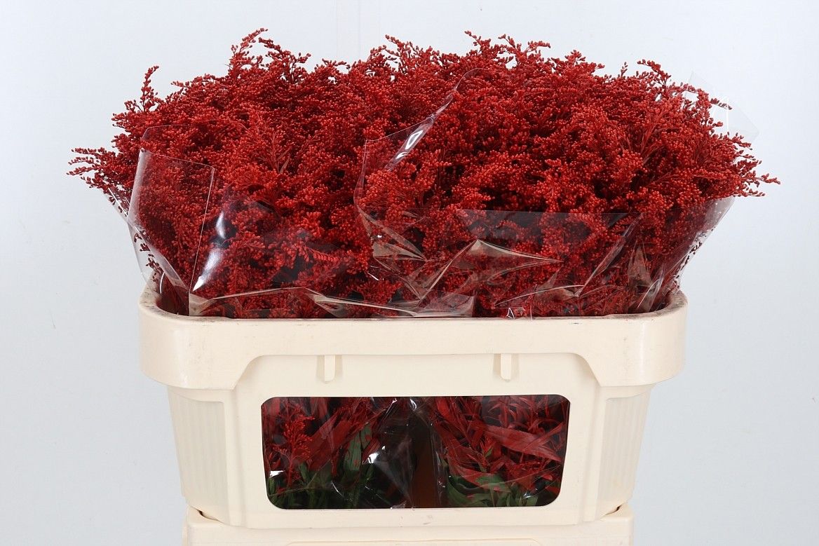 Солидаго Овериг Крашеный (краш. ) 80, шт.