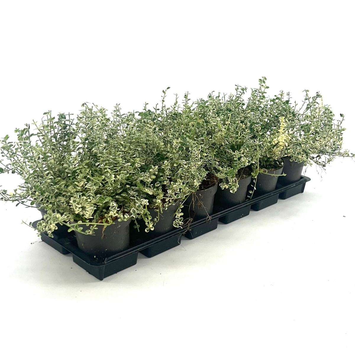 Euonymus fort. 'Silverstone', D 9