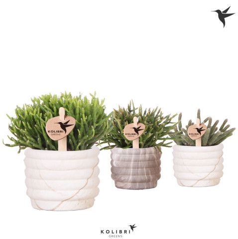 Kolibri Greens Rhipsalis mix in Marble pot mix, D 6