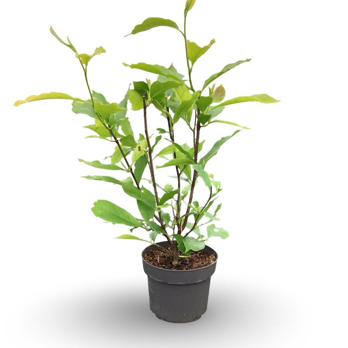Magnolia soulangeana, D 45 cm