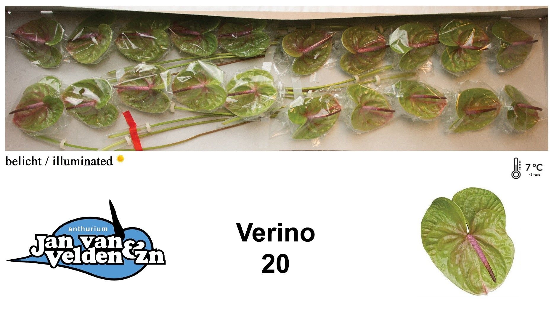 Антуриум Верино x20, шт. Антуриум Верино x20, шт.