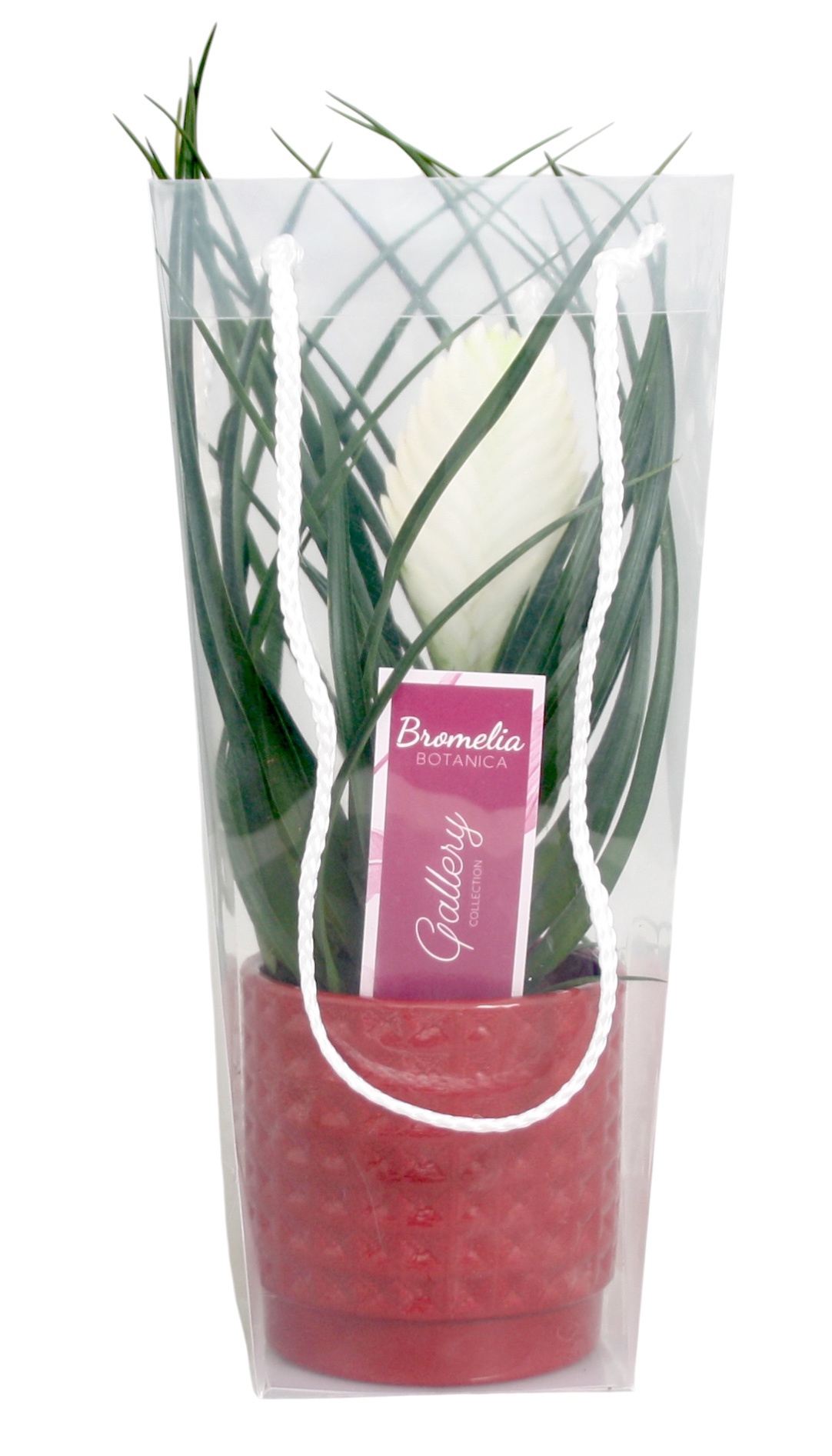 Tillandsia cyanea 'Biancini' in rood ruit keramiek in blanco draagtas, D 10