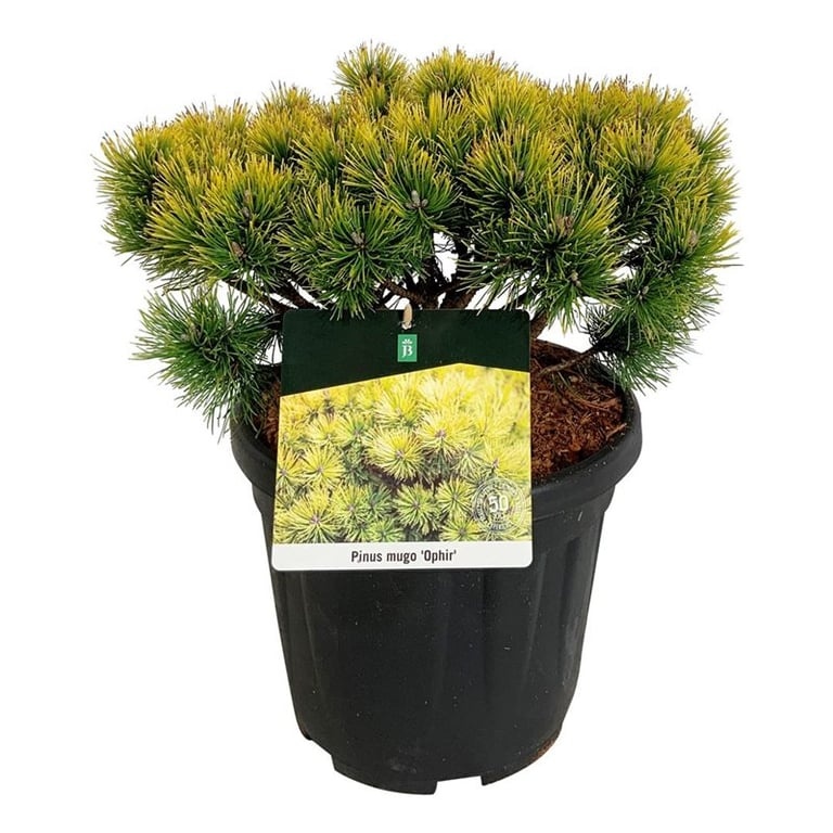 Pinus mugo 'Ophir', D 32