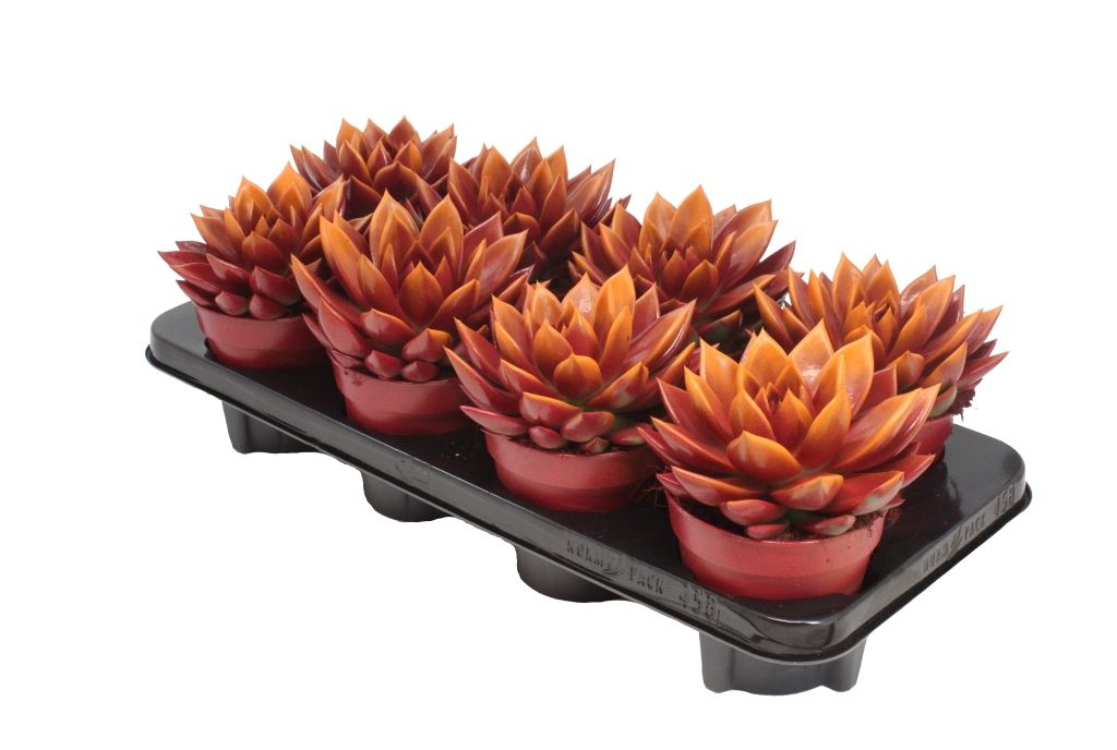 Miranda bicoloured red/orange, D 12 cm