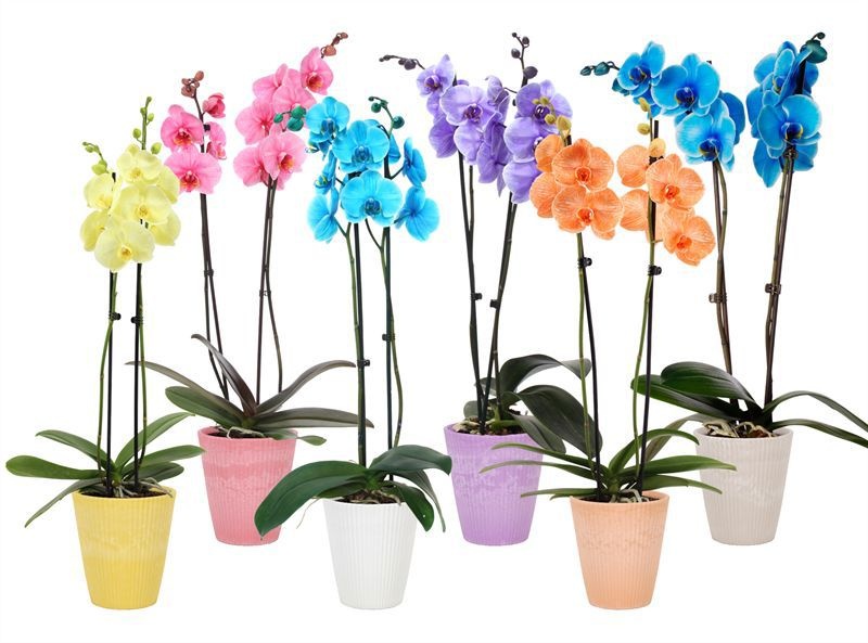 Polystone p12 wave mix Phal I am Mix 2T14+, D 12