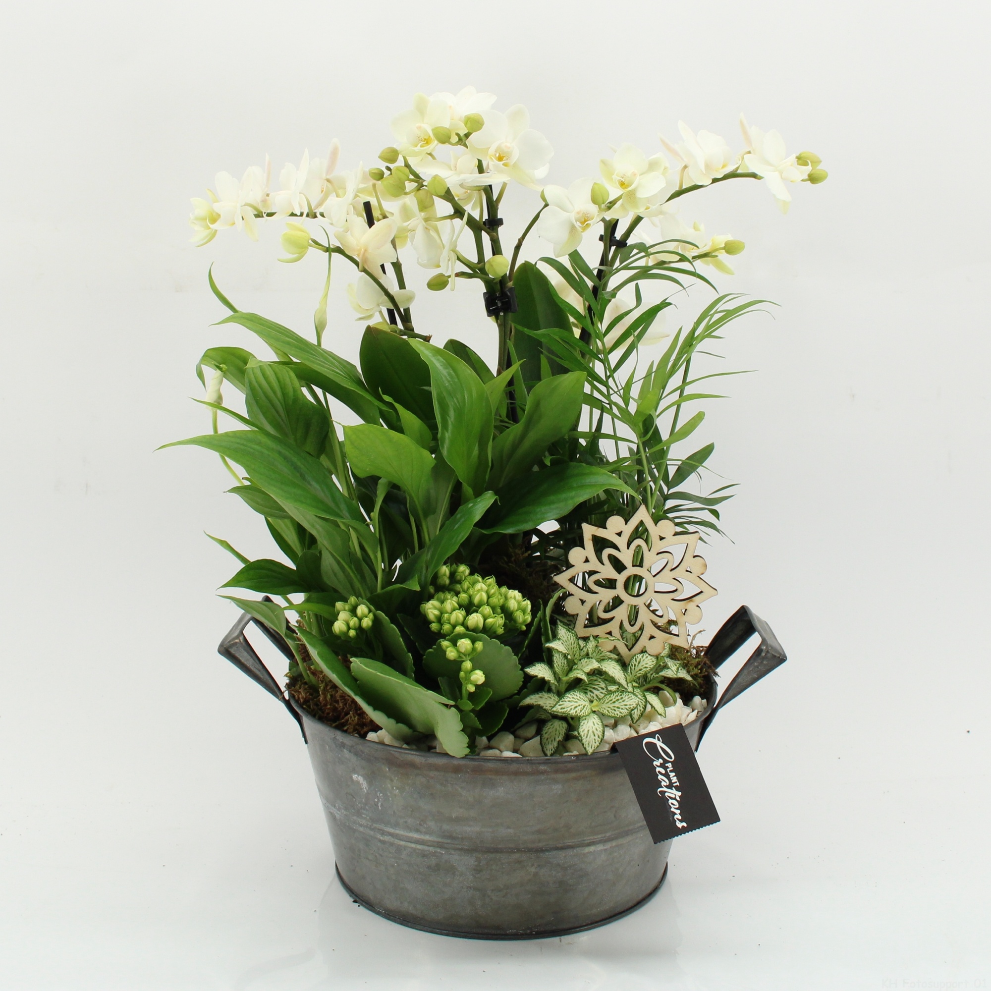 PHAL-2632W Phalaenopsis creatie, D 23