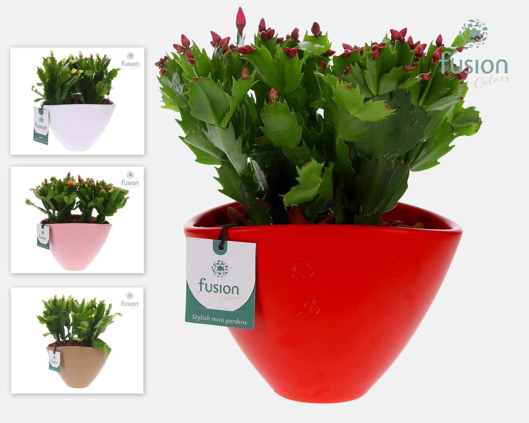 Keramiek ovaal Medium met Schlumbergera, D 18 cm Keramiek ovaal Medium met Schlumbergera, D 18 cm