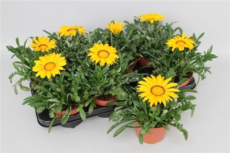 Gazania Big Kiss Yellow, D 13