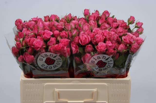 Роза куст. Айлин 50, шт.