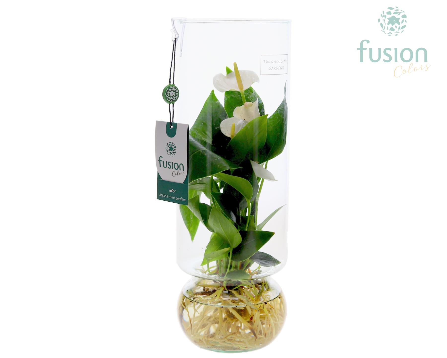 Green Bottle Angelica Large met Anthurium, D 12 cm