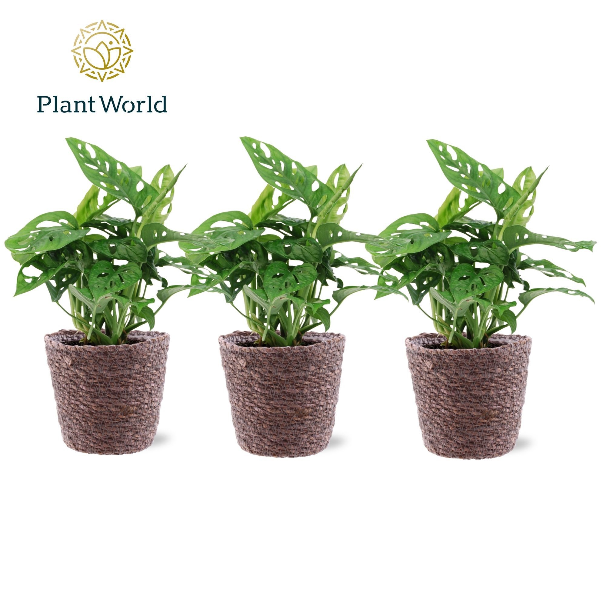 Monstera obliqua 'Monkey Leaf' trendy mand, D 12