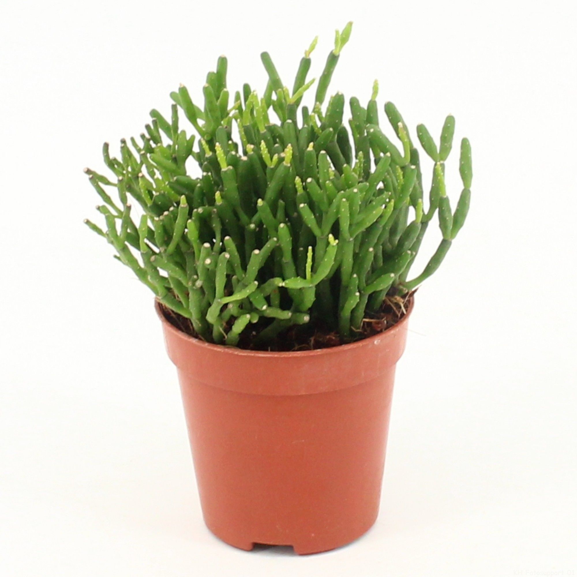 Rhipsalis hatiora P5,5 mini, D 5,5