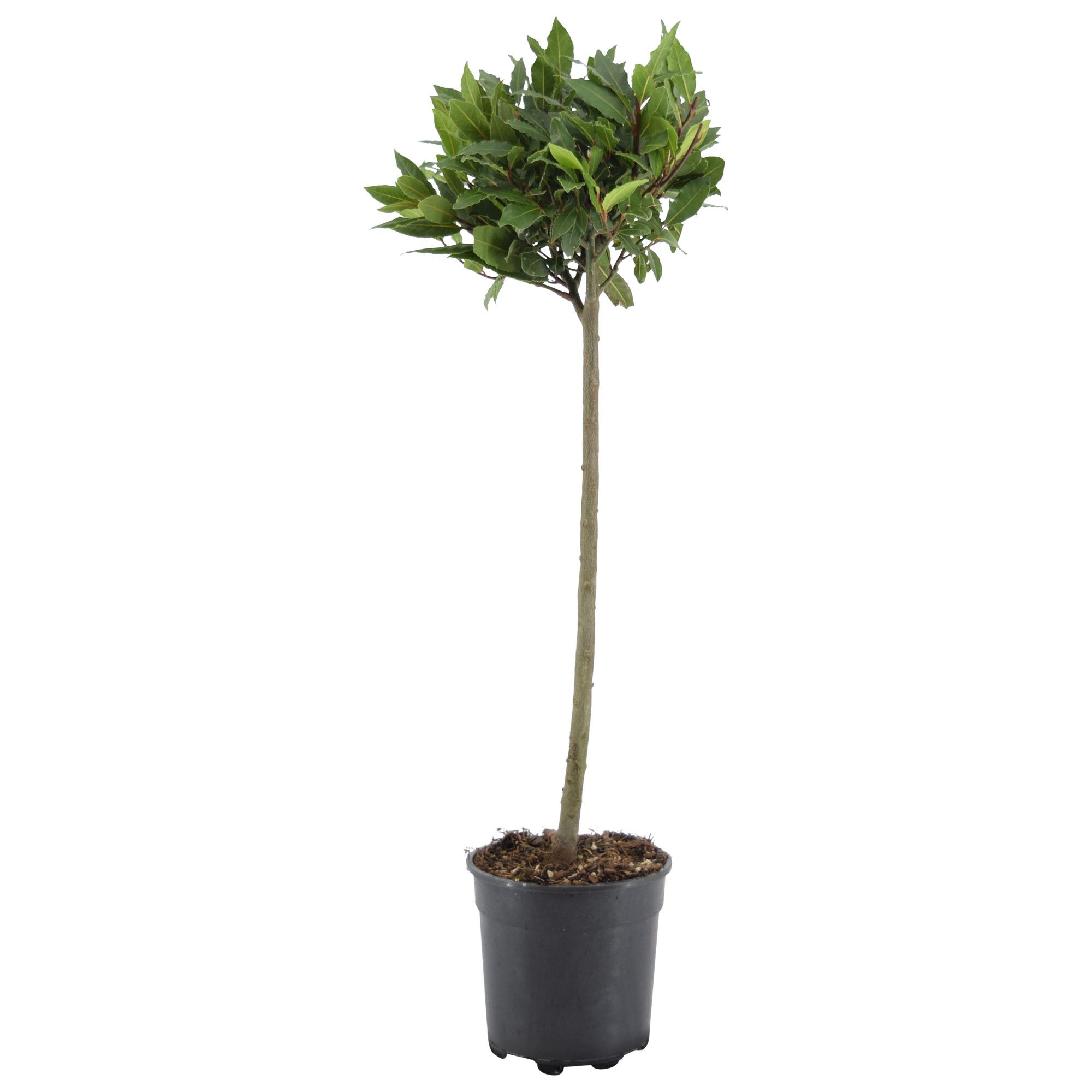 Laurus nobilis Bol op stam, D 20